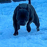 Sherley a rejoint le concours — aidez-le/la à gagner de superbes lots ! active, animal, black_dog, canine, cold, daytime, determined, dog, energetic, fur, mammal, nature, outdoor, pet, playful, running, snow, wall, winter, yard