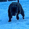 active, animal, black_dog, canine, cold, daytime, determined, dog, energetic, fur, mammal, nature, outdoor, pet, playful, running, snow, wall, winter, yard