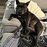 Sherley participe au concours pour gagner de l'argent avec cette photo : animal, black_dog, blanket, canine, carpet, couch, cozy, dog, domestic, floor, furniture, indoor, living_room, looking_at_camera, pet, pillow, relaxed, resting, sitting, wood_floor