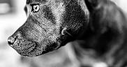 Sherley a rejoint le concours — aidez-le/la à gagner de superbes lots ! animal, black_and_white, calm, close_up, dog, ears, focused, fur, indoor, looking_away, monochrome, pet, portrait, profile, shallow_depth_of_field, side_view, snout, soft_background, texture, whiskers