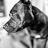 animal, black_and_white, calm, close_up, dog, ears, focused, fur, indoor, looking_away, monochrome, pet, portrait, profile, shallow_depth_of_field, side_view, snout, soft_background, texture, whiskers