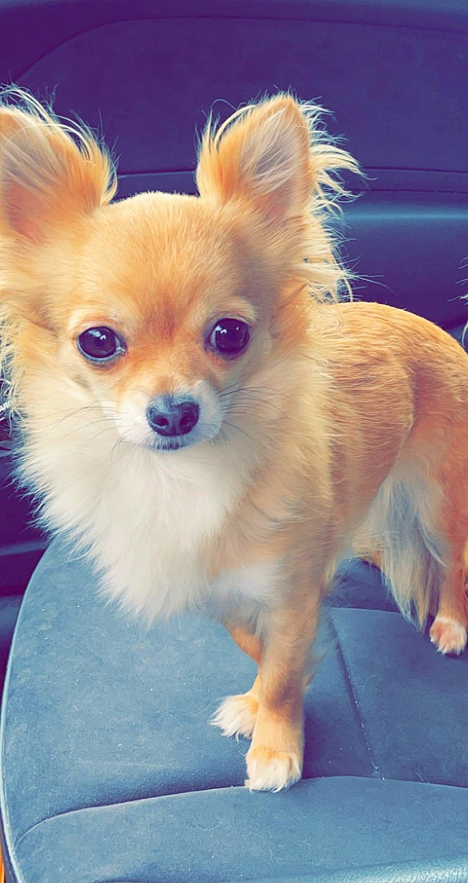 Banzai a rejoint le concours — aidez-le/la à gagner de superbes lots ! canidae, carnivore, chihuahua, companion_dog, corgi_chihuahua, dog, dog_breed, dog_supply, ear, electric_blue, eye, fawn, fur, hair, head, puppy, snout, sporting_group, toy_dog, whiskers