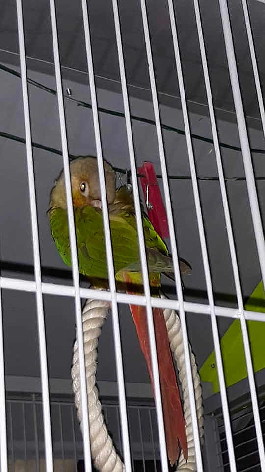 Bébé