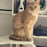 Ruben participe au concours pour gagner de l'argent avec cette photo : animal, appliance, calm, cat, domestic, ears, feline, fur, furniture, ginger_cat, home, indoor, looking, pet, quiet, shelf, sitting, stool, tail, whiskers