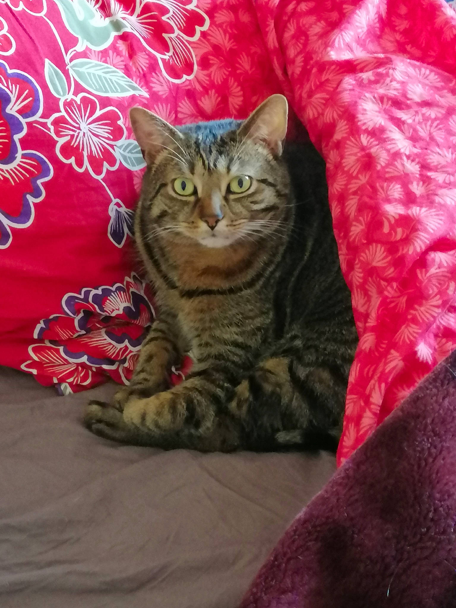 Malibu participe au concours pour gagner de l'argent avec cette photo : bed, bedding, carnivore, cat, cat_supply, claw, comfort, domestic_short_haired_cat, event, fawn, felidae, fur, linens, pattern, paw, small_to_medium_sized_cats, tail, tree, whiskers