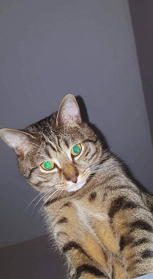 Malibu participe au concours pour gagner de l'argent avec cette photo : carnivore, cat, darkness, domestic_short_haired_cat, felidae, fur, small_to_medium_sized_cats, snout, terrestrial_animal, whiskers, wildlife