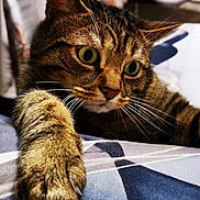 Malibu a rejoint le concours — aidez-le/la à gagner de superbes lots ! cat, tabby, paw, claw, curious, indoor, furniture, table, tablecloth, dining, home, pet, whiskers, closeup, animal, mammal, climbing, looking, eyes, fur