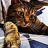 cat, tabby, paw, claw, curious, indoor, furniture, table, tablecloth, dining, home, pet, whiskers, closeup, animal, mammal, climbing, looking, eyes, fur