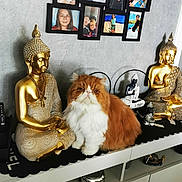 Mojito a rejoint le concours — aidez-le/la à gagner de superbes lots ! cat, orange_cat, white_cat, buddha_statue, golden_statue, shelf, framed_photos, wall, decor, home_interior, furniture, indoors, portrait_photos, statue, animal, pet, fluffy, feline, calm, ornament