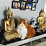 cat, orange_cat, white_cat, buddha_statue, golden_statue, shelf, framed_photos, wall, decor, home_interior, furniture, indoors, portrait_photos, statue, animal, pet, fluffy, feline, calm, ornament