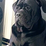 Pearl a rejoint le concours — aidez-le/la à gagner de superbes lots ! dog, black_dog, indoor, pet, canine, portrait, wrinkles, calm, seated, looking_away, large_dog, animal, furry, companion, mammal, closeup, quiet, home, window_light, resting