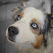 Orphée a rejoint le concours — aidez-le/la à gagner de superbes lots ! dog, blue_eyes, close_up, fluffy, curious, pet, canine, animal, indoor, portrait, white_fur, brown_fur, black_fur, nose, ears, face, looking_up, fur_texture, companion, adorable