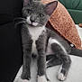 Rockette a rejoint le concours — aidez-le/la à gagner de superbes lots ! kitten, cat, gray_cat, white_paws, white_chest, towel, blanket, couch, indoor, pet, animal, feline, cute, relaxed, young_cat, whiskers, soft_texture, cozy, resting, curious