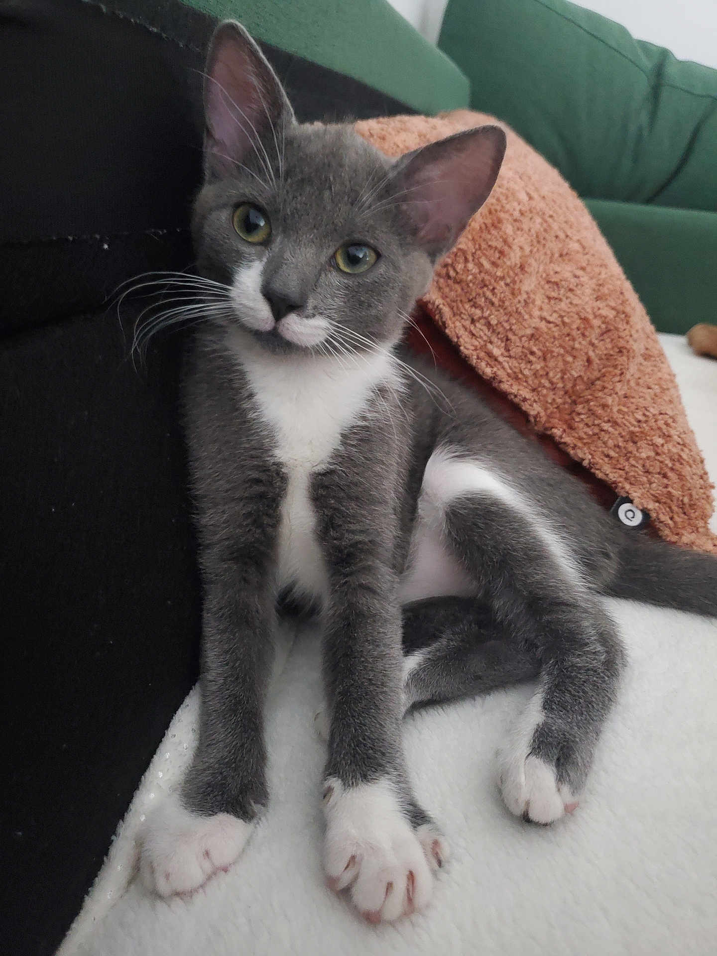 Rockette a rejoint le concours — aidez-le/la à gagner de superbes lots ! kitten, cat, gray_cat, white_paws, white_chest, towel, blanket, couch, indoor, pet, animal, feline, cute, relaxed, young_cat, whiskers, soft_texture, cozy, resting, curious