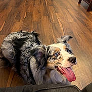 Toby joined the competition — help win amazing prizes! animal, australian_shepherd, blue_eye, canine, companion, cute, dog, domestic, ears, floor, fur, happy, home, indoor, looking_up, mammal, pet, smiling, tongue_out, wooden_floor