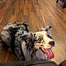 animal, australian_shepherd, blue_eye, canine, companion, cute, dog, domestic, ears, floor, fur, happy, home, indoor, looking_up, mammal, pet, smiling, tongue_out, wooden_floor