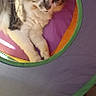 cat, pet, indoor, tunnel, colorful, purple, green, orange, white, gray, fur, relaxed, curious, legs, jeans, floor, casual, home, light, shadow