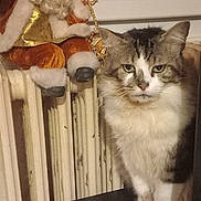 Diablo a rejoint le concours — aidez-le/la à gagner de superbes lots ! cat, santa_claus, decoration, radiator, window, indoor, feline, pet, fur, white, brown, black, curtain, holiday, christmas, face, animal, domestic, sitting, home