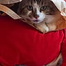 cat, paper_bag, red_cushion, indoor, pet, feline, curious, resting, cozy, animal, home, domestic, close_up, fur, whiskers, eyes, paws, soft_texture, background, relaxed