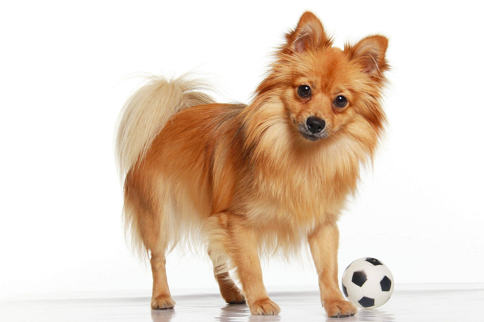 Myra a rejoint le concours — aidez-le/la à gagner de superbes lots ! ball, canidae, carnivore, companion_dog, dog, dog_breed, dog_supply, fawn, fur, german_spitz, liver, spitz, sporting_group, tail, terrestrial_animal, toy_dog, volpino_italiano, whiskers, wildlife, working_animal