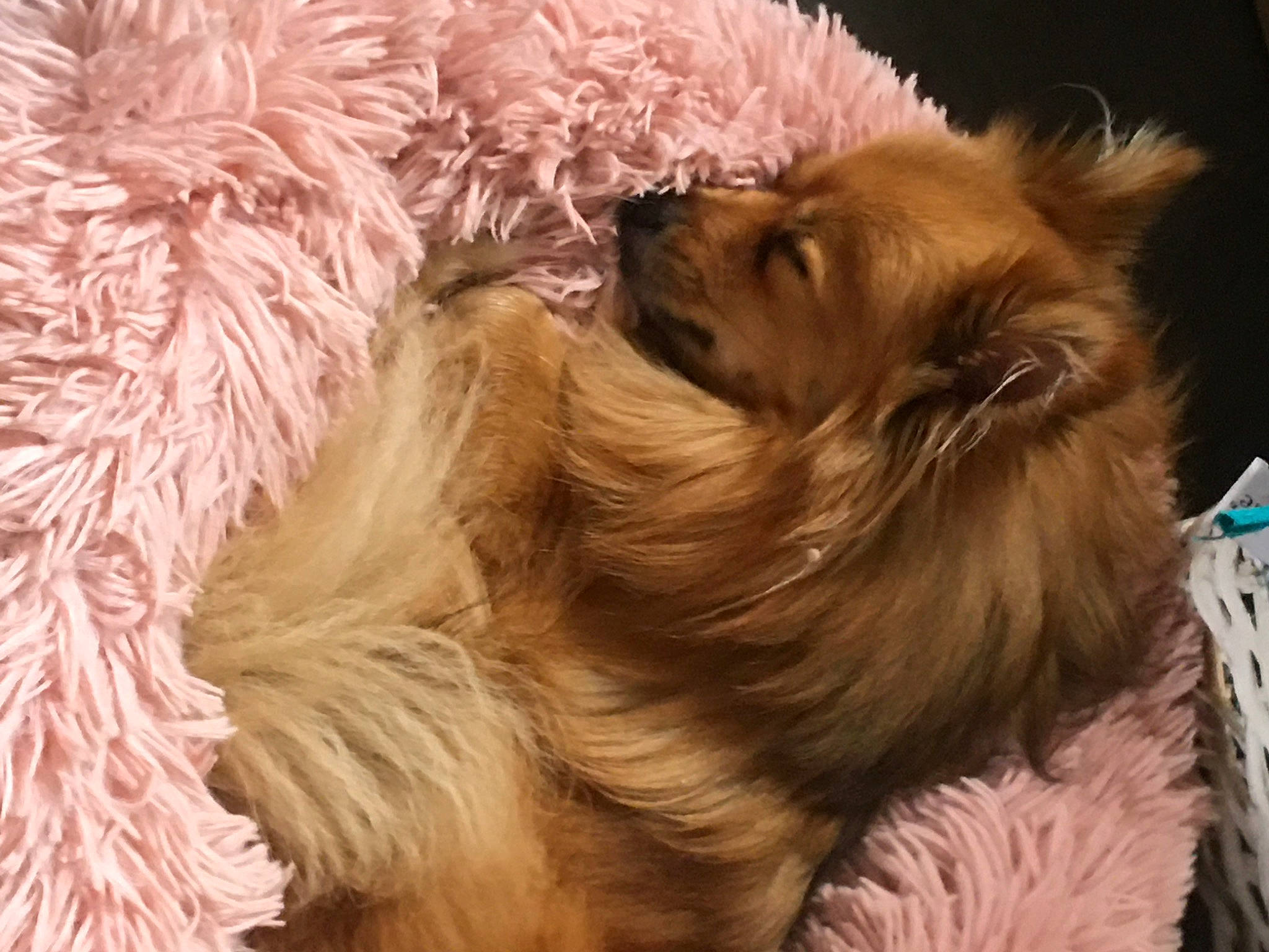 Myra a rejoint le concours — aidez-le/la à gagner de superbes lots ! canidae, carnivore, comfort, companion_dog, dog, dog_breed, fawn, felidae, fur, liver, nap, natural_material, paw, small_terrier, snout, sporting_group, terrier, toy_dog, whiskers, working_animal
