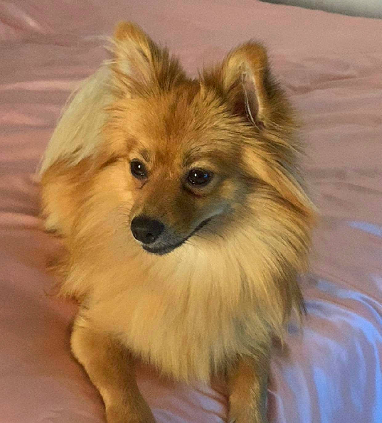 Myra a rejoint le concours — aidez-le/la à gagner de superbes lots ! canidae, carnivore, companion_dog, dog, dog_breed, fawn, fur, german_spitz, german_spitz_klein, german_spitz_mittel, liver, non_sporting_group, snout, spitz, sporting_group, terrestrial_animal, toy_dog, volpino_italiano, whiskers, working_animal