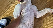 Aïko a rejoint le concours — aidez-le/la à gagner de superbes lots ! dog, puppy, lying_down, back, belly, paws, open_mouth, smiling, happy, playful, white_fur, brown_patches, short_hair, pointed_ears, wooden_floor, indoors, pet, human_hand, belly_rub, portrait