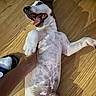 dog, puppy, lying_down, back, belly, paws, open_mouth, smiling, happy, playful, white_fur, brown_patches, short_hair, pointed_ears, wooden_floor, indoors, pet, human_hand, belly_rub, portrait