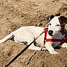 Aïko participe au concours pour gagner de l'argent avec cette photo : puppy, dog, beach, sand, outdoor, pet, harness, leash, white_fur, brown_patches, lying_down, relaxed, portrait, animal, sunlight, shoreline, summer, cute, face, playful