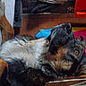 dog, indoor, curious, lying_down, household_items, cluttered, brown, black, fur, alert, fabric, wood, storage, shelf, colorful, pet, animal, resting, room, casual
