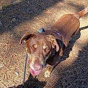 Peaches is registered to the contest to win money with this photo: animal, brown_dog, canine, daylight, dog, forest_floor, happy, harness, leash, looking_up, mammal, nature, outdoor, pet, pine_needles, playful, shadow, sunlight, tongue_out, walking