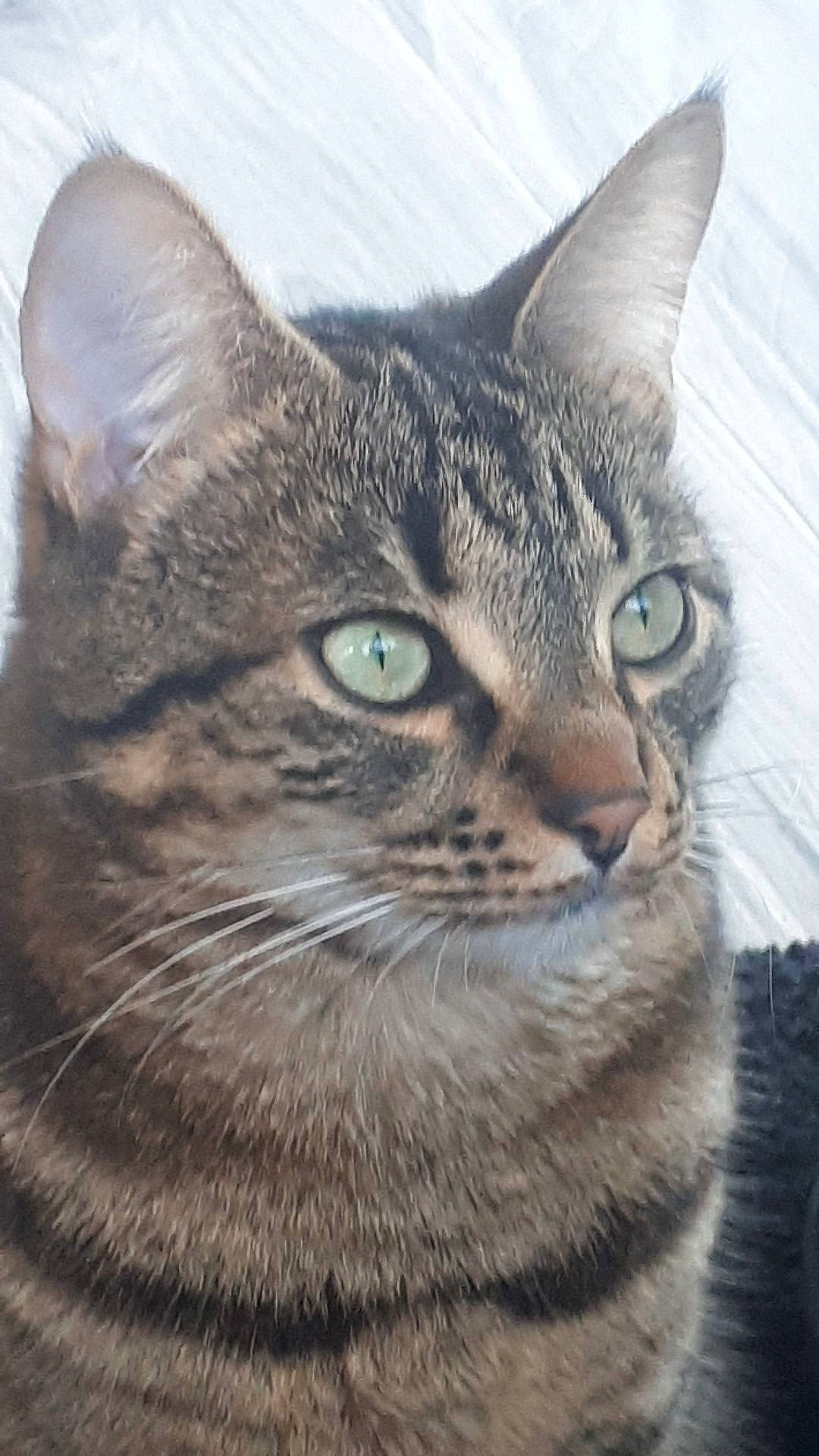 Gringo participe au concours pour gagner de l'argent avec cette photo : carnivore, cat, close_up, domestic_short_haired_cat, door, felidae, fur, grey, small_to_medium_sized_cats, snout, terrestrial_animal, tree, whiskers, wildlife, window