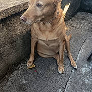 Kala a rejoint le concours — aidez-le/la à gagner de superbes lots ! animal, calm, canine, collar, concrete, daylight, dog, ears, flower_pot, grass, nature, outdoor, pavement, pet, shadow, sitting, sunlight, tail, wall, yellow_flower