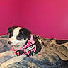 Pebbles is registered to the contest to win money with this photo: puppy, dog, service_dog, harness, pink, black_and_white, blanket, indoor, pet, animal, cute, lying_down, fur, young, companion, wall, cozy, resting, domestic_animal, curious