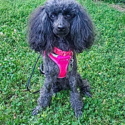 Massey Lindsay is registered to the contest to win money with this photo: animal, black_dog, canine, clover, collar, cute, dog, ears, fluffy, fur, grass, greenery, harness, leash, nature, outdoor, pet, poodle, portrait, sitting