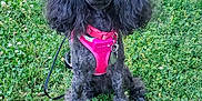 Massey Lindsay is registered to the contest to win money with this photo: animal, black_dog, canine, clover, collar, cute, dog, ears, fluffy, fur, grass, greenery, harness, leash, nature, outdoor, pet, poodle, portrait, sitting