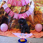 Massey Lindsay is registered to the contest to win money with this photo: dog, poodle, birthday, hat, balloon, banner, autumn, fall_leaves, carpet, plate, cake, candle, pink, celebration, pet, indoor, decorations, festive, animal, party