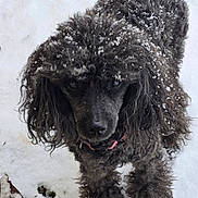 Massey Lindsay is registered to the contest to win money with this photo: animal, black_dog, canine, cold, collar, curly_fur, cute, dog, fluffy, fur, ground, looking_up, nature, outdoor, pet, poodle, portrait, snow, snowflakes, winter