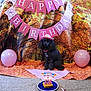 dog, poodle, birthday, hat, balloon, banner, autumn, fall_leaves, carpet, plate, cake, candle, pink, celebration, pet, indoor, decorations, festive, animal, party