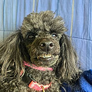 Massey Lindsay joined the competition — help win amazing prizes! animal, black_dog, blanket, blue_blanket, close_up, collar, curly_hair, cute, dog, face, funny_expression, fur, indoor, pet, pink_collar, poodle, portrait, smile, striped_blanket, teeth