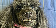 Massey Lindsay joined the competition — help win amazing prizes! animal, black_dog, blanket, blue_blanket, close_up, collar, curly_hair, cute, dog, face, funny_expression, fur, indoor, pet, pink_collar, poodle, portrait, smile, striped_blanket, teeth