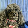 Massey Lindsay joined the competition — help win amazing prizes! animal, black_dog, blanket, blue_blanket, close_up, collar, curly_hair, cute, dog, face, funny_expression, fur, indoor, pet, pink_collar, poodle, portrait, smile, striped_blanket, teeth