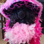 Massey Lindsay is registered to the contest to win money with this photo: accessory, animal, black_dog, carpet, costume, cute, dog, domestic_animal, fashion, feather_boa, fluffy, furniture, hat, indoor, leopard_print, pet, pink, plant, poodle, portrait