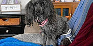 Massey Lindsay joined the competition — help win amazing prizes! animal, black_dog, blanket, canine, companion, couch, cozy, curly_hair, cute, diaper, dog, domestic, furniture, home, indoor, living_room, pet, pink_collar, seated, stuffed_animals