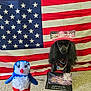 Massey Lindsay is registered to the contest to win money with this photo: 4th_of_july, american_flag, animal, bandana, blue, carpet, celebration, dog, fireworks, hat, independence_day, indoors, patriotic, penguin, plush_toy, poodle, portrait, red, sign, white