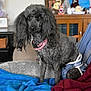 animal, black_dog, blanket, canine, companion, couch, cozy, curly_hair, cute, diaper, dog, domestic, furniture, home, indoor, living_room, pet, pink_collar, seated, stuffed_animals
