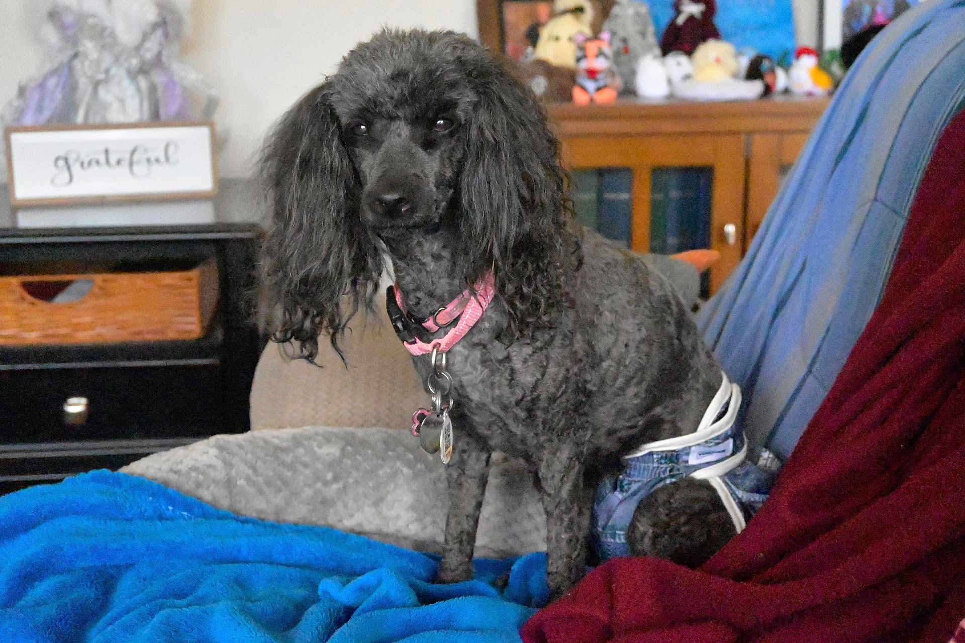 Massey Lindsay joined the competition — help win amazing prizes! animal, black_dog, blanket, canine, companion, couch, cozy, curly_hair, cute, diaper, dog, domestic, furniture, home, indoor, living_room, pet, pink_collar, seated, stuffed_animals