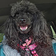 Massey Lindsay is registered to the contest to win money with this photo: adorable, black_poodle, blanket, car_interior, closeup, collar, companion, curly_fur, cute, dog, dog_tag, fur, harness, pet, poodle, portrait, seat, smiling, teeth, tongue