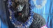 Massey Lindsay joined the competition — help win amazing prizes! animal, black_dog, blanket, blue_blanket, blue_tinsel, colorful_diaper, curly_fur, cute, decorations, diaper, dog, festive, fur, indoor, looking_away, pet, poodle, seated, silver_tinsel, tinsel