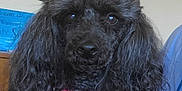 Massey Lindsay joined the competition — help win amazing prizes! animal, black_dog, canine, closeup, collar, companion, curly_fur, cute, dog, domestic_animal, friendly, furry, household, indoor, looking_at_camera, pet, pink_collar, poodle, portrait, tag